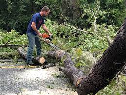 Best Leaf Removal  in Winnfield, LA