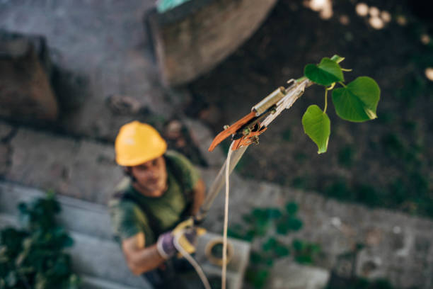 How Our Tree Care Process Works  in  Winnfield, LA